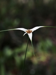 Rhynchospora consanguinea