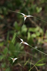 Rhynchospora consanguinea