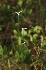 Rhynchospora consanguinea