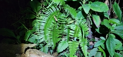 Dicranopteris