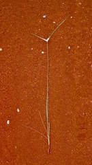 Rhynchospora consanguinea