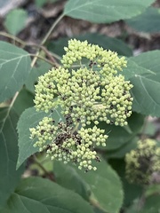 Hydrangea arborescens