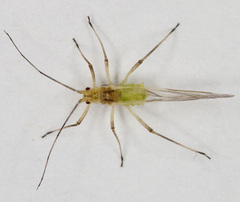 Euceraphis punctipennis