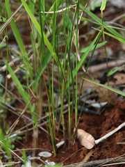 Rhynchospora consanguinea