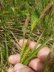 Carex pellita