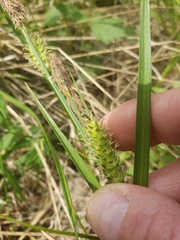 Carex pellita