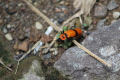 Chauliognathus togatus