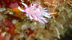 Flabellina llerae