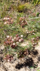 Serruria fasciflora