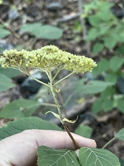 Hydrangea arborescens