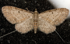 Eupithecia denotata