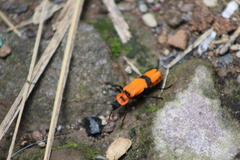 Chauliognathus togatus