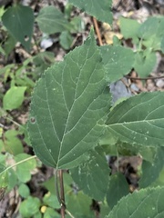 Hydrangea arborescens