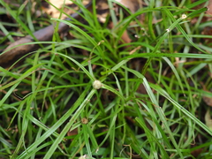 Cyperus mindorensis