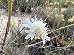 Pycnocomon rutifolium