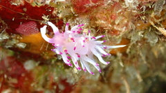 Flabellina llerae