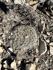 Mammillaria heyderi