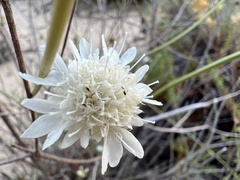 Pycnocomon rutifolium