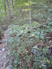 Hydrangea arborescens