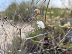 Pycnocomon rutifolium