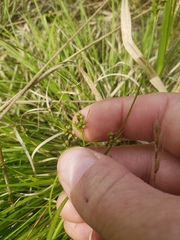 Carex concinna