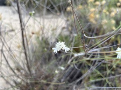 Pycnocomon rutifolium