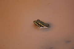 Lithobates neovolcanicus