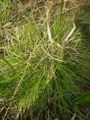 Carex concinna