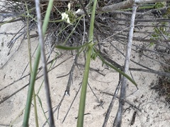 Pycnocomon rutifolium