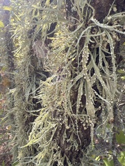Ramalina celastri