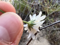 Pycnocomon rutifolium