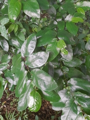 Piper tuberculatum