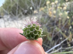 Pycnocomon rutifolium