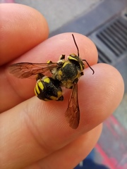 Anthidium florentinum