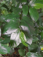 Piper tuberculatum