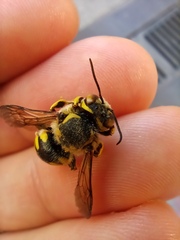 Anthidium florentinum