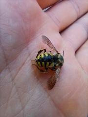 Anthidium florentinum