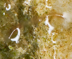 Glossiphoniidae
