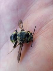 Anthidium florentinum