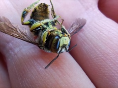Anthidium florentinum