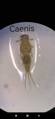 Caenis