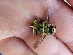 Anthidium florentinum