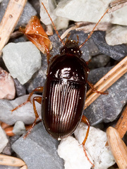 Harpalus latus