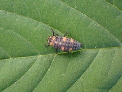 Coccinella