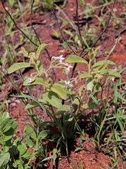 Solanum subumbellatum
