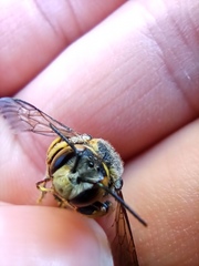 Anthidium florentinum
