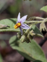 Solanum subumbellatum