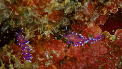 Coryphellina arveloi