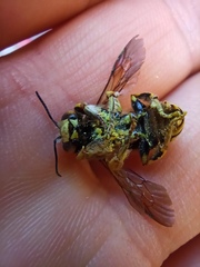 Anthidium florentinum