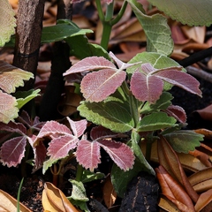 Caryocar brasiliense